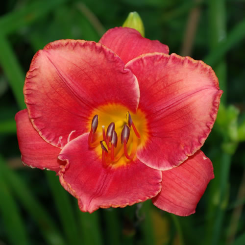 Hemerocallis Coral Majority 